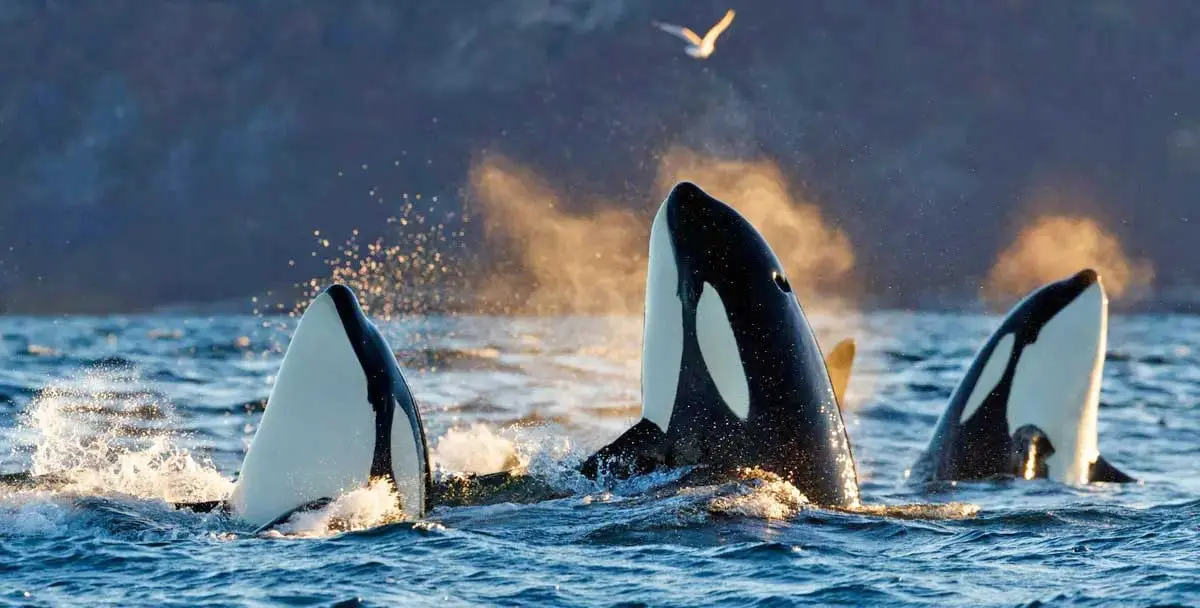 killer whales