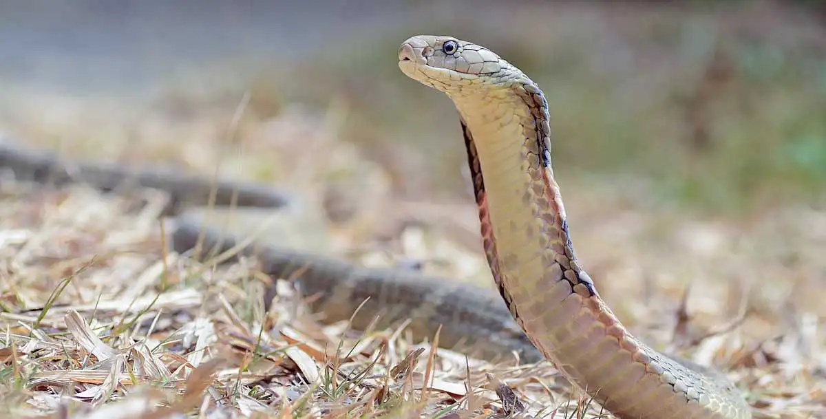 5 Amazing Facts about the King Cobra