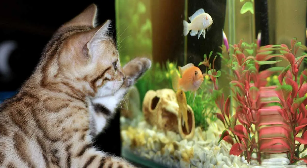kitten aquarium