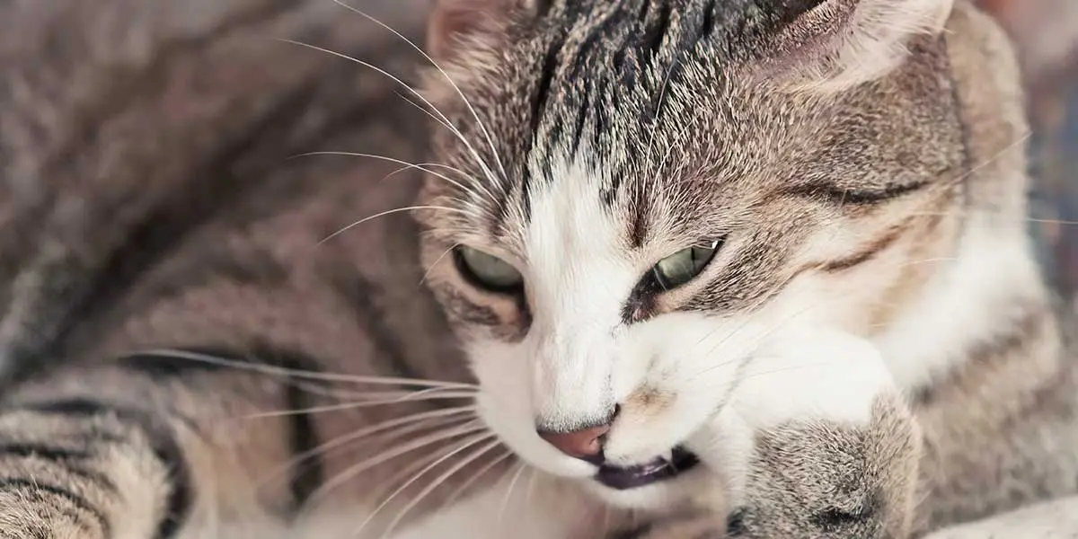 kitten chewing paw