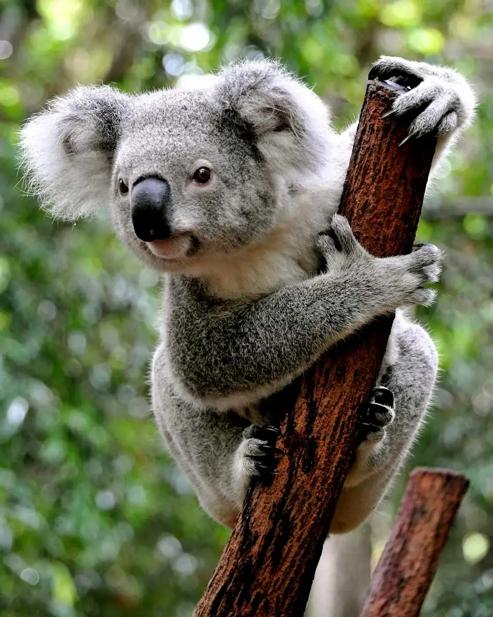 koala bear climbing tree stump