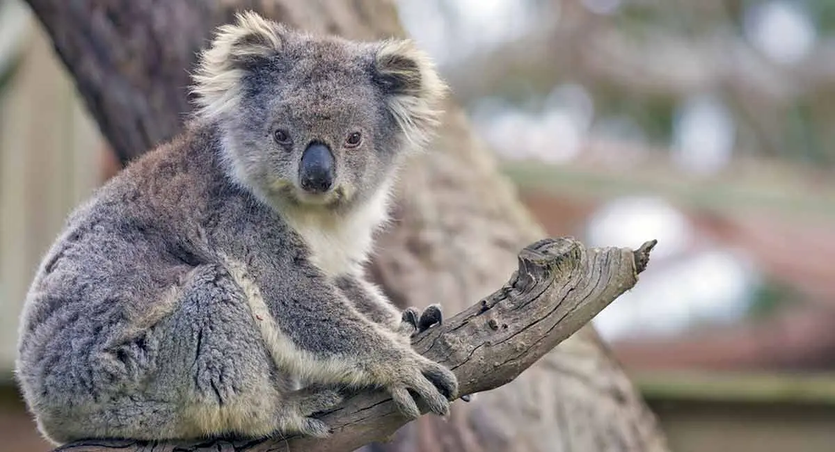 koala bear sitting on a tree branch