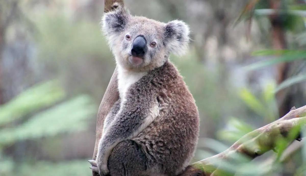 koala