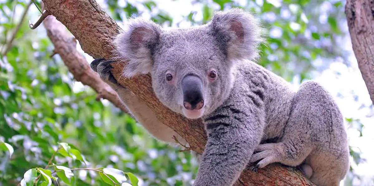 koalaistockpohoto