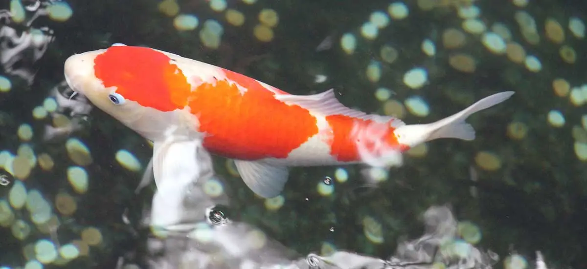 koi fish