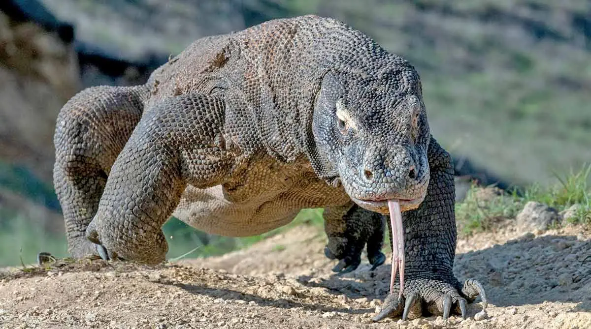 komodo dragon