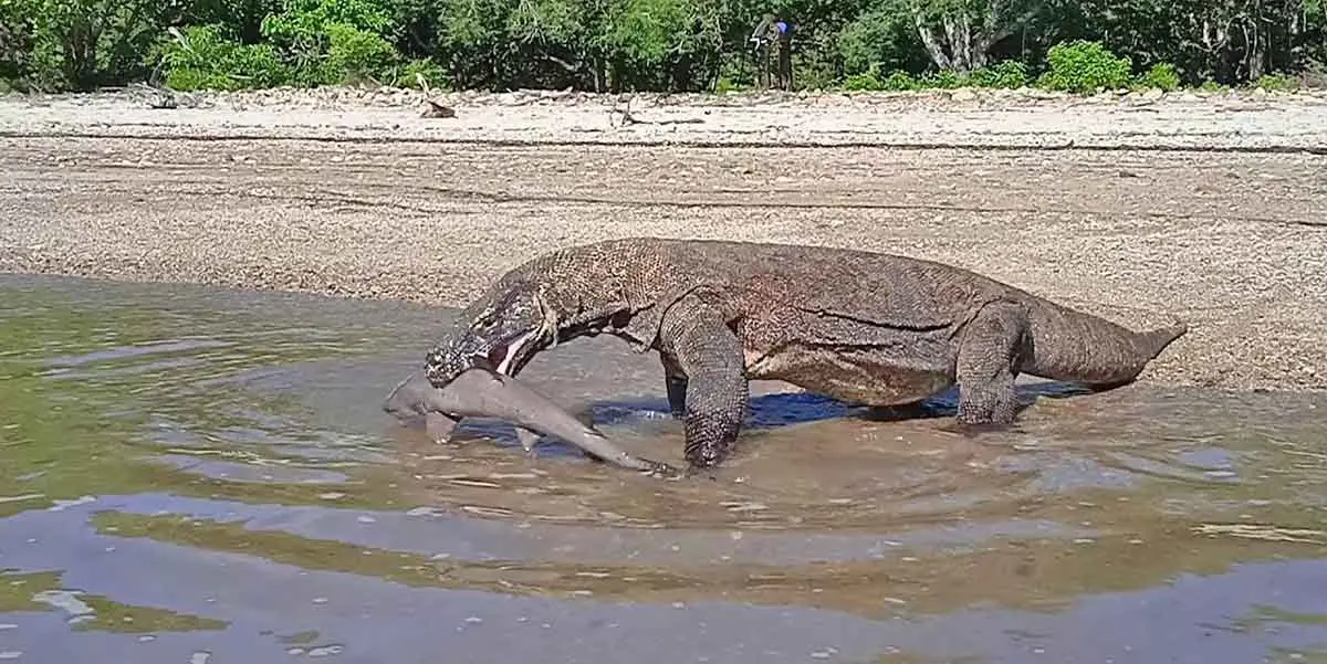 komodo eat shark