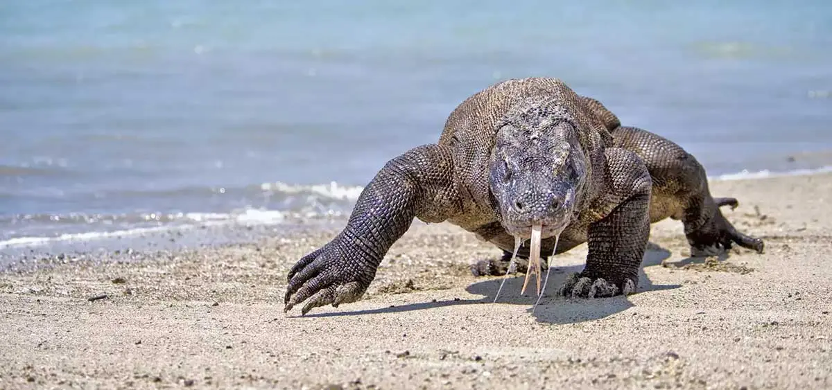 komodo on beach