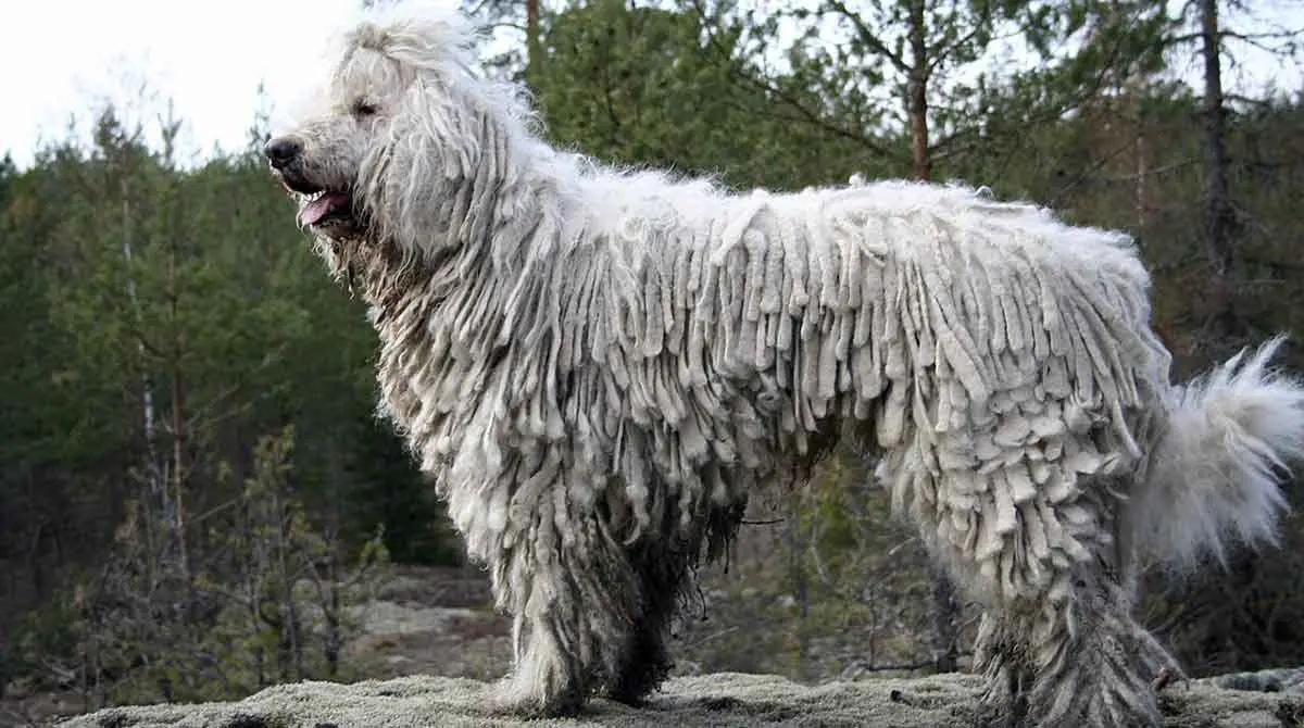 komondor on a rock