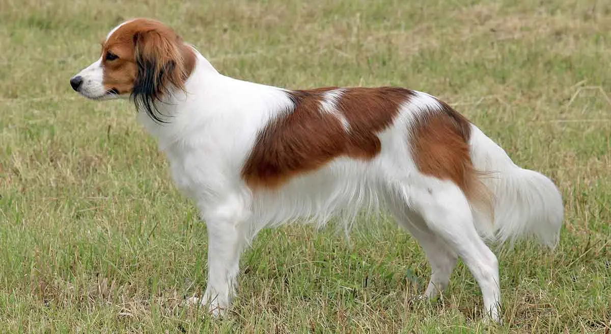 kooikerhondje dog standing still