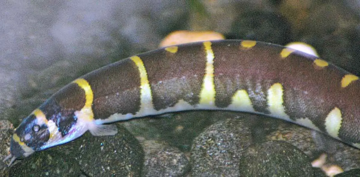 kuhli loach