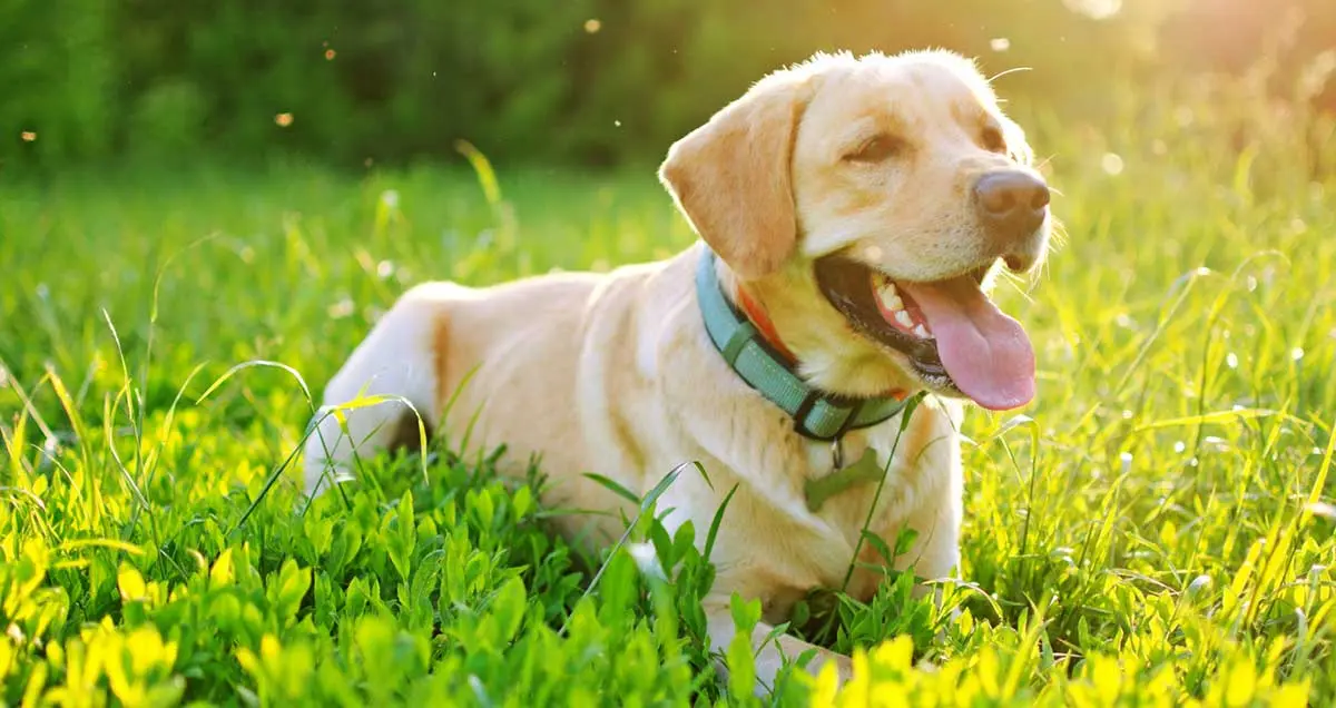 labrador dog outside with misquito bugs