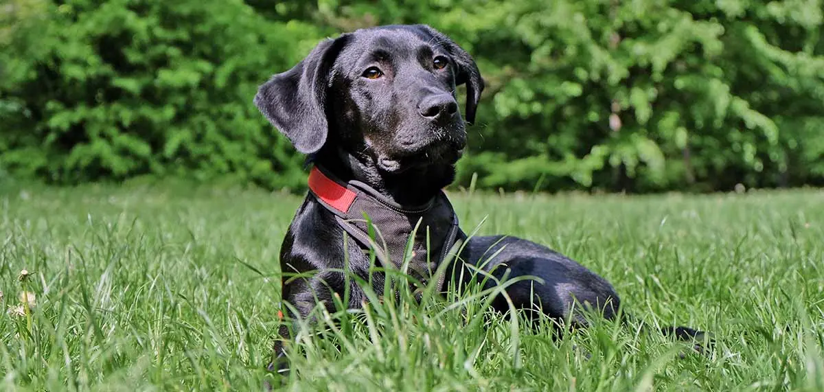 labrador retriever in field