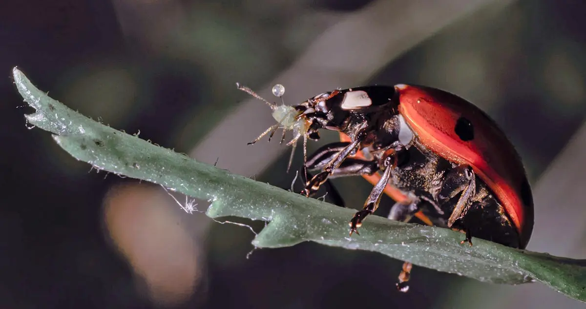 ladybug eating an aphid