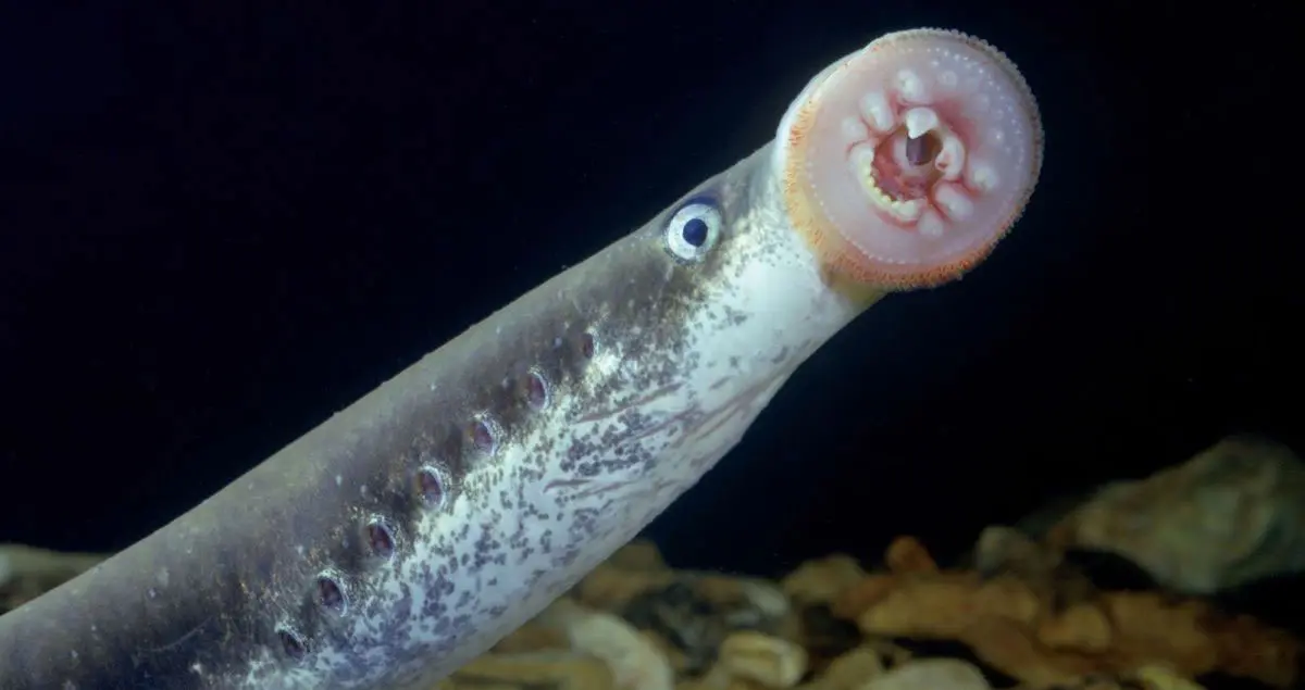 lamprey