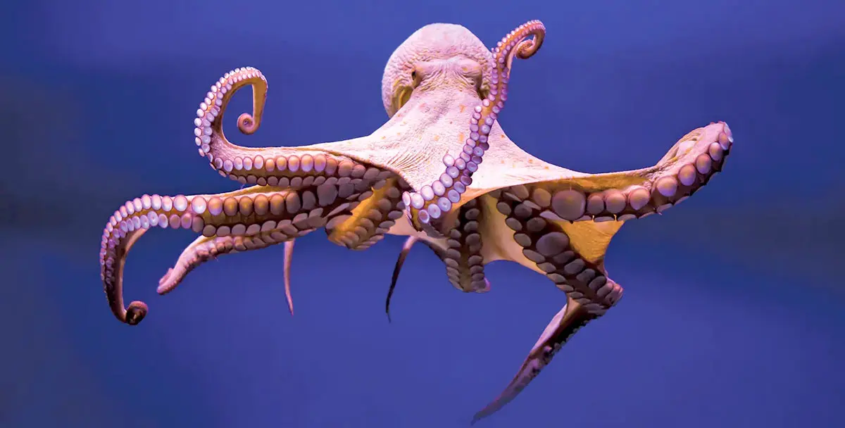 large octopus