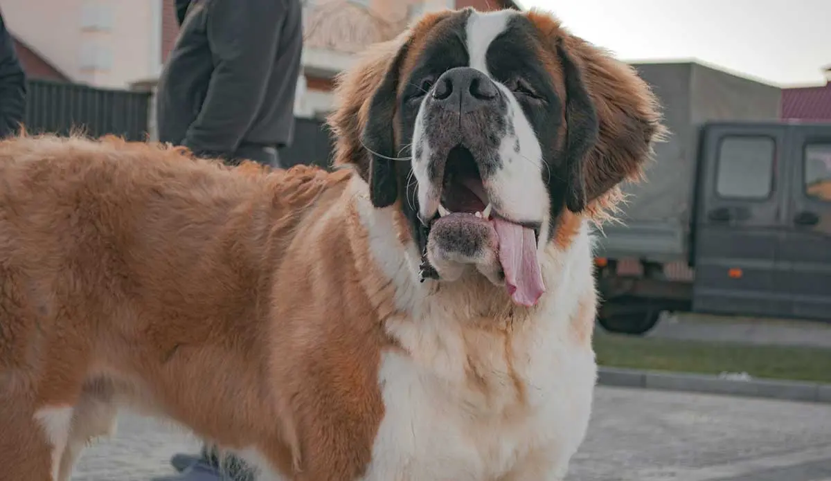 large st bernard