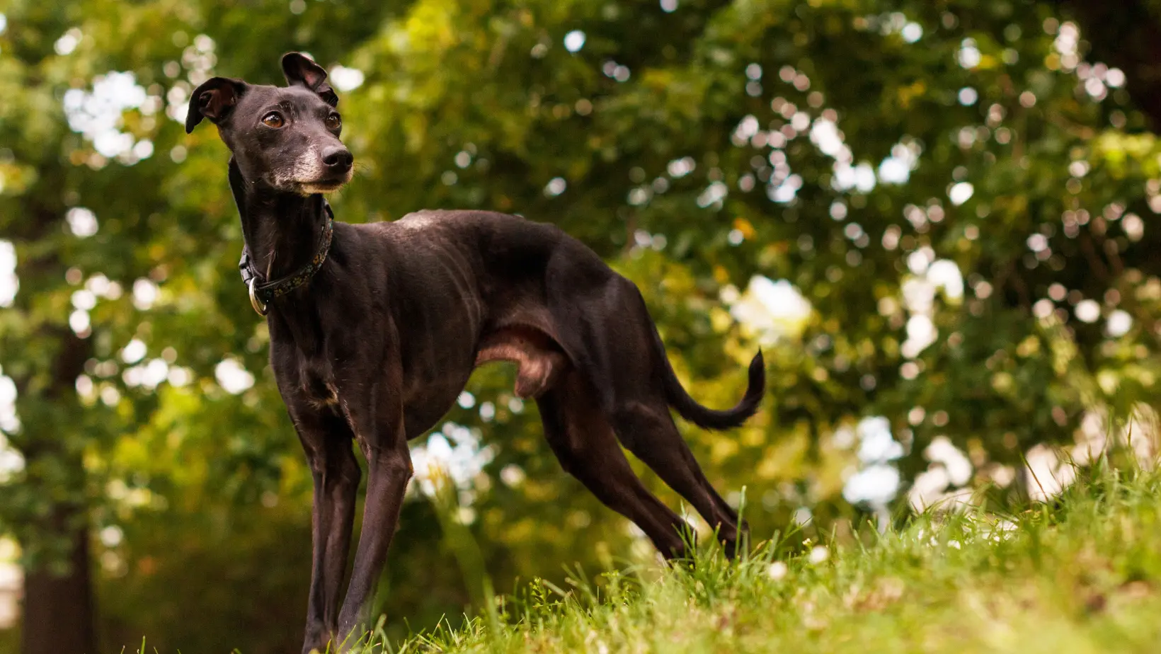 lean black italian greyhound
