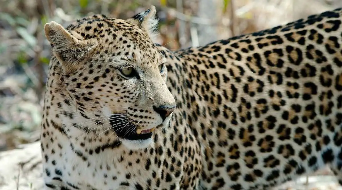leopard face and chest close up