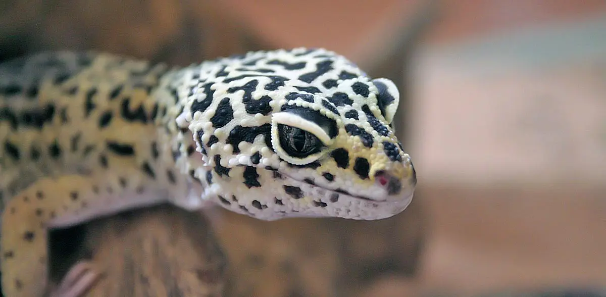 leopard gecko close up