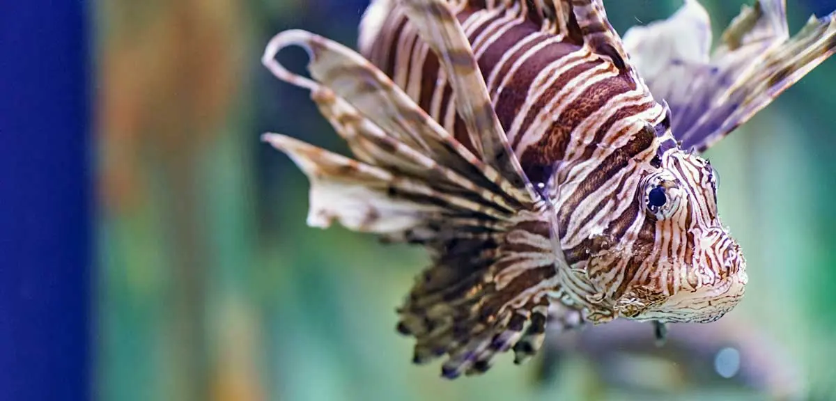 lion fish lionfish stripes tank