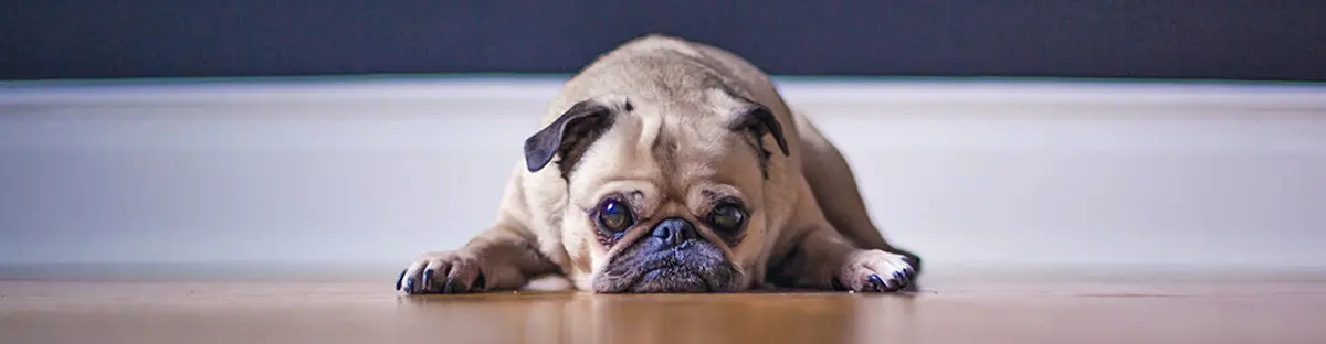 little pug laying on floor