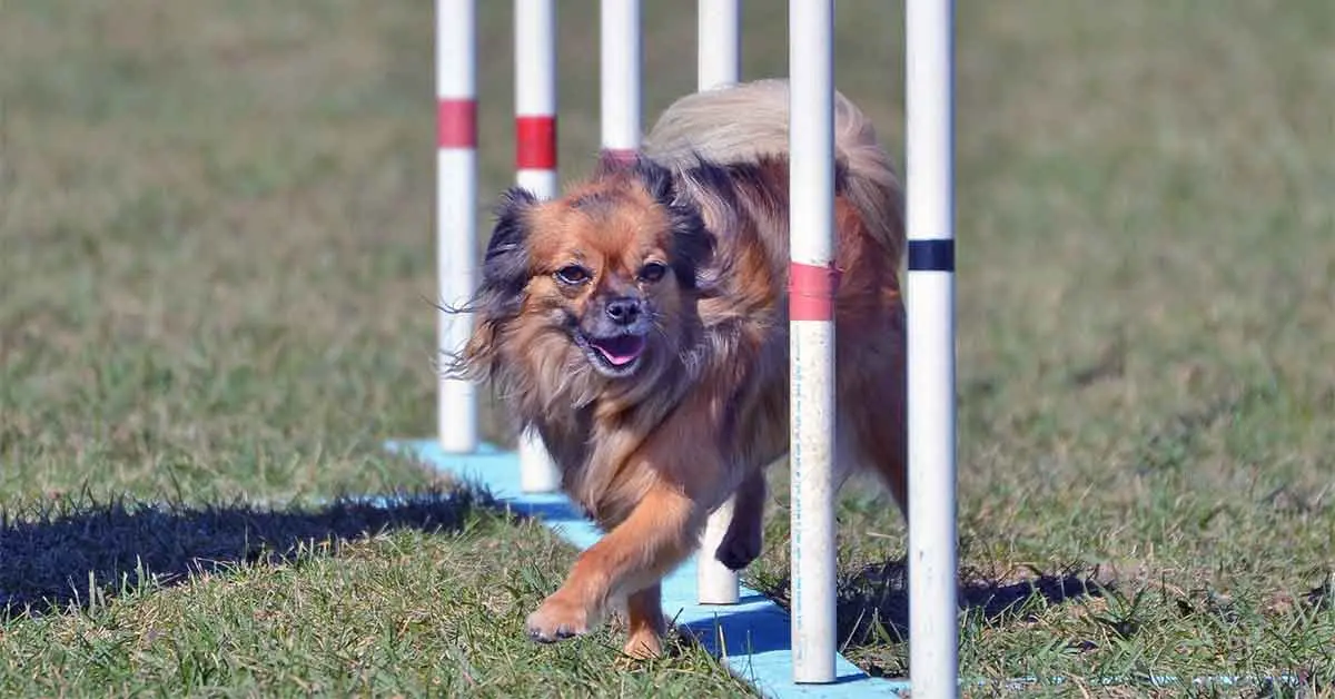 long haired chihuahua agility