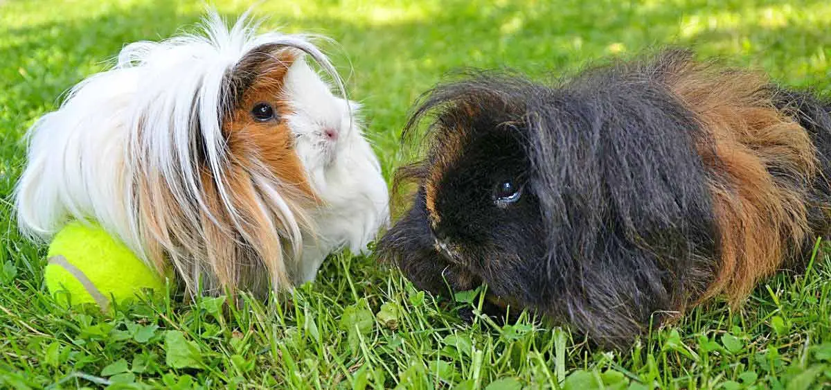 long haired guinea pigs