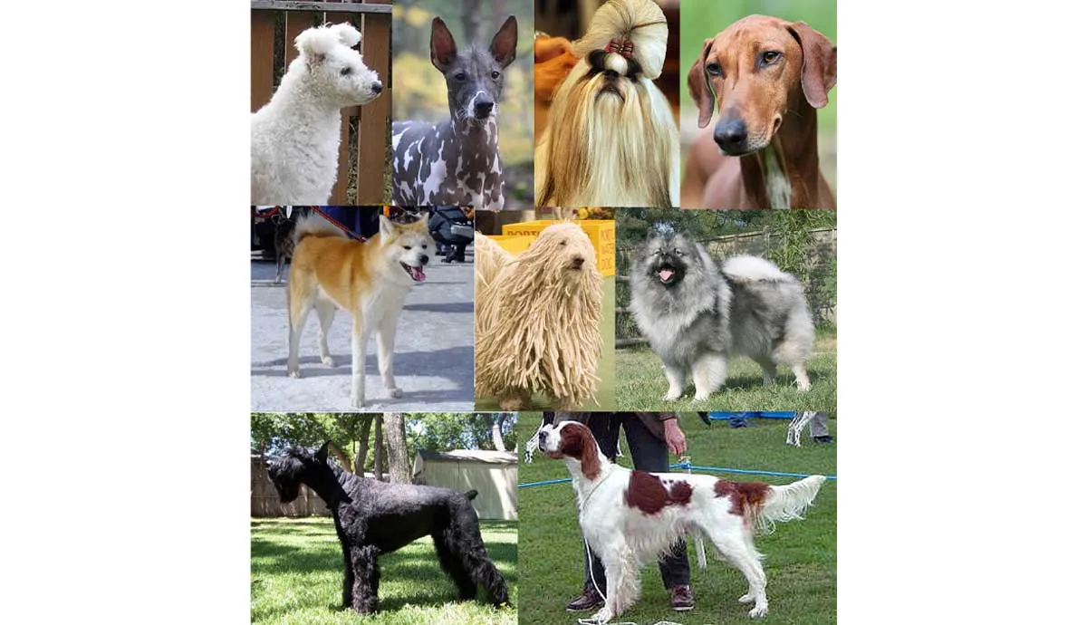 lots of different dogs