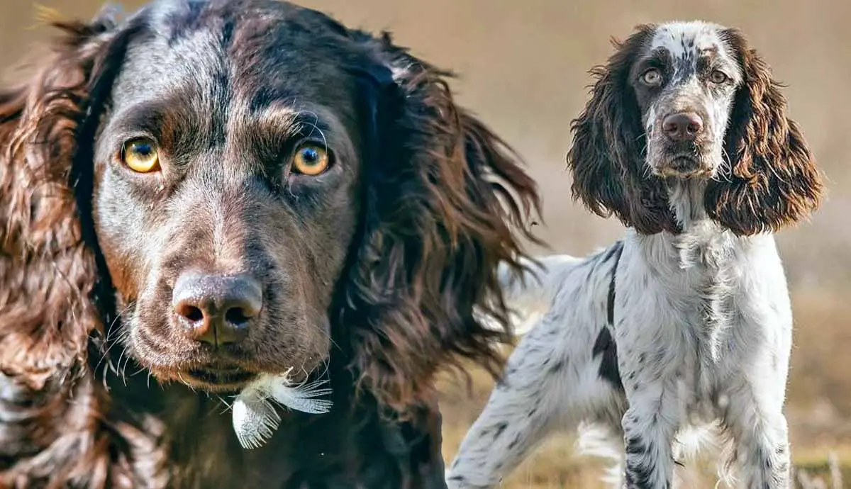 loveable spaniel breeds traits characteristics