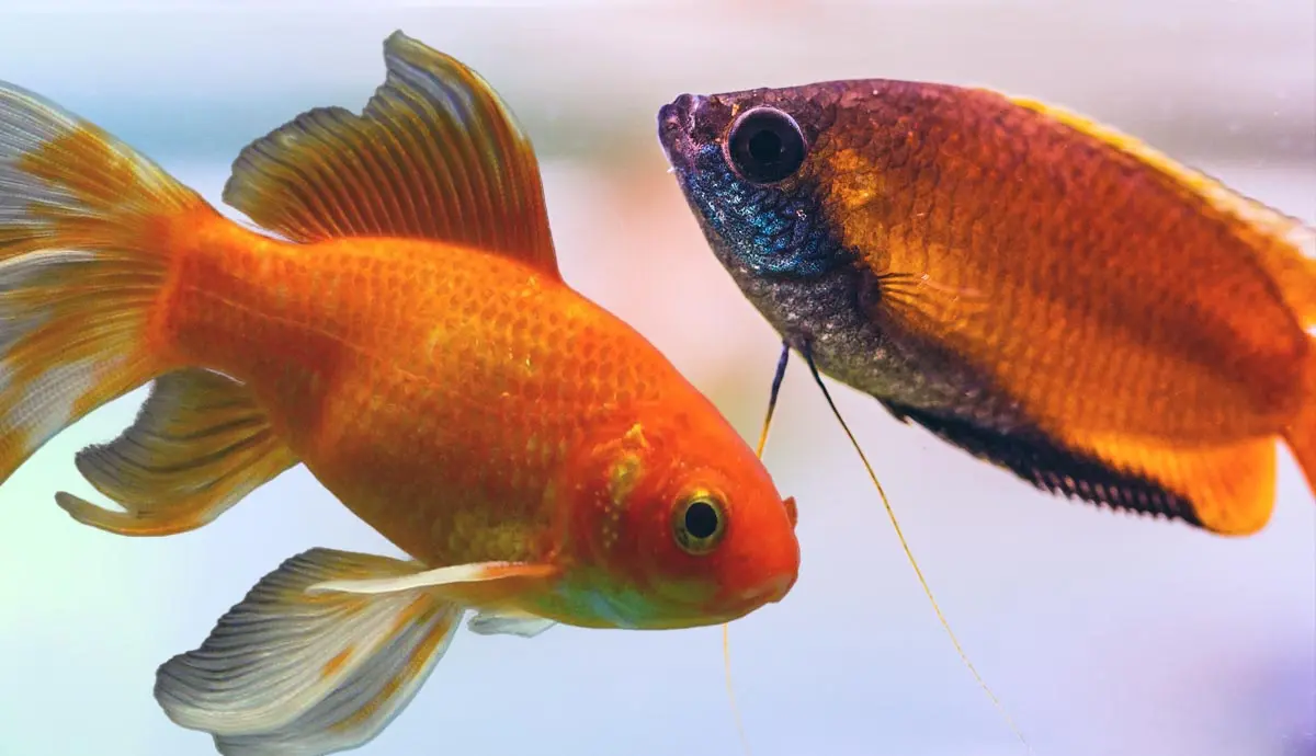 low maintenance fish for your aquarium