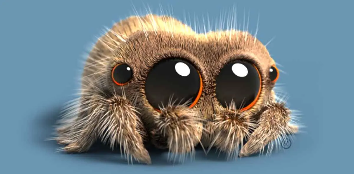 lucas spider cute jumping spider