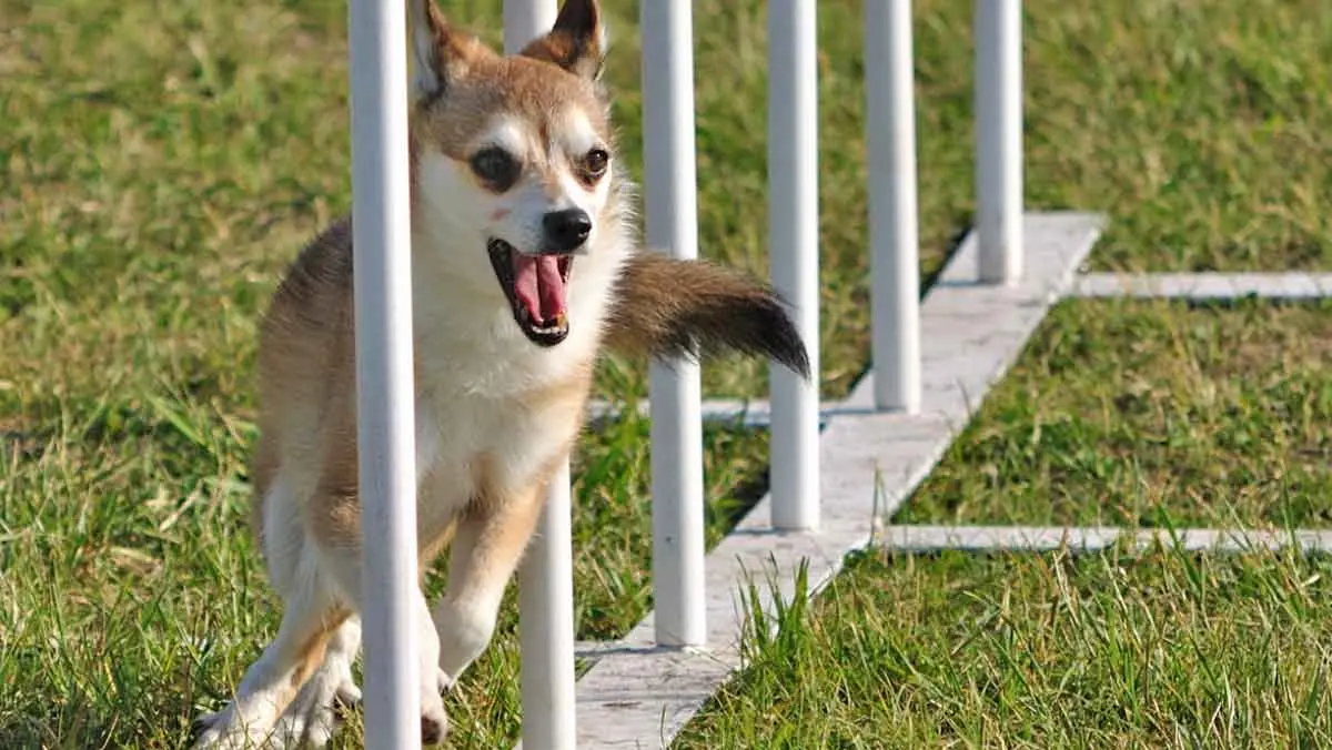 lundehund agility