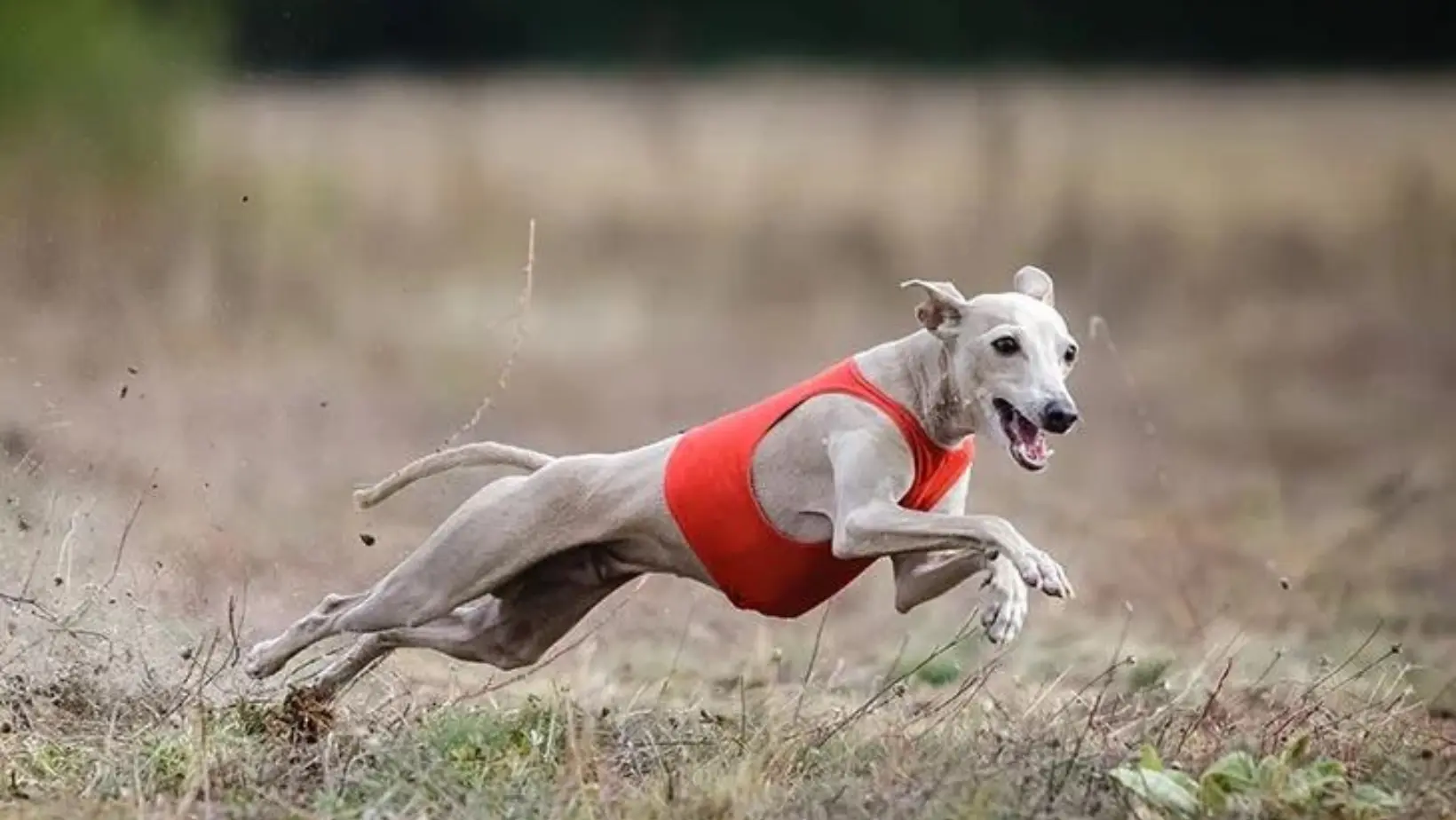 lure coursing akc italian greyhound