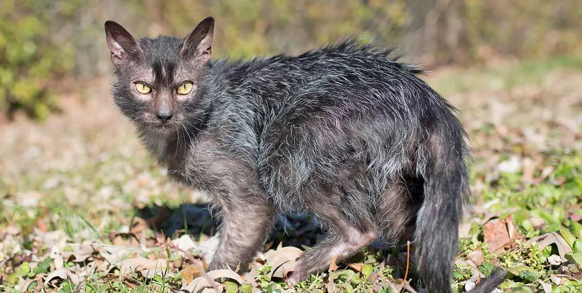 lykoi cat outside in grass