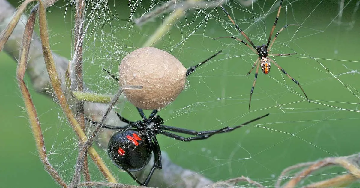 male and female black widow spider