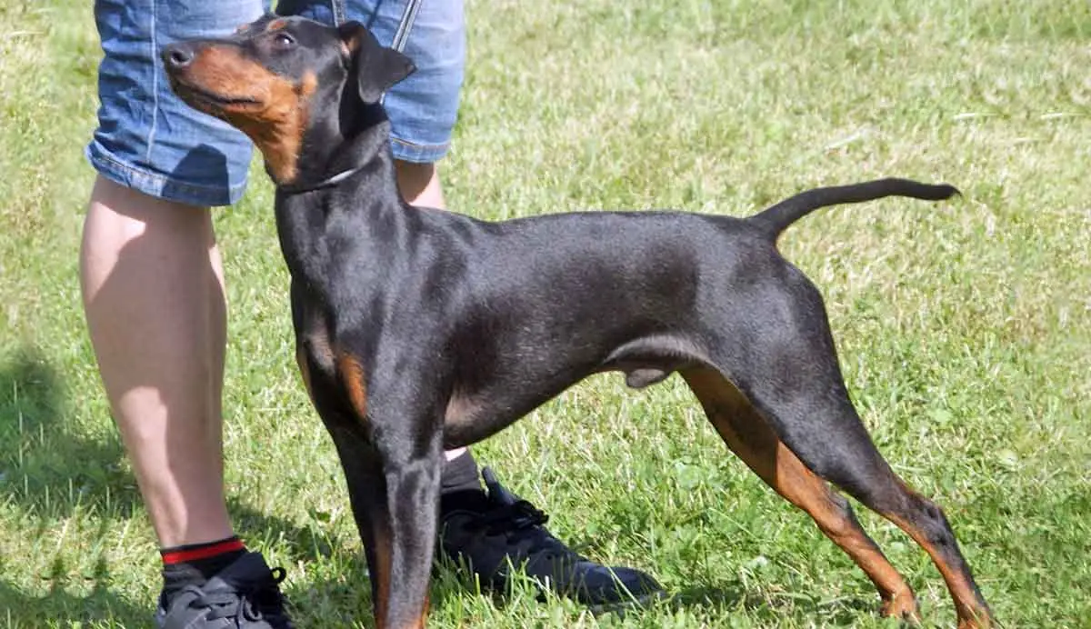male manchester terrier intact