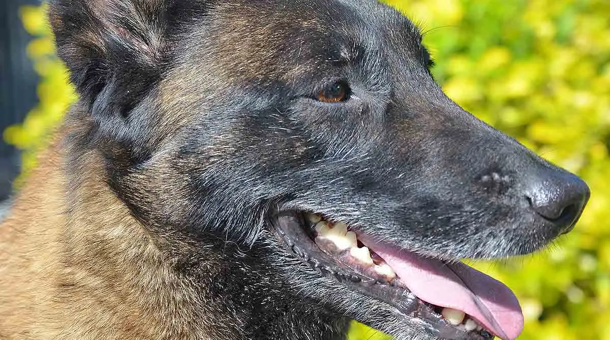 malinois closeup