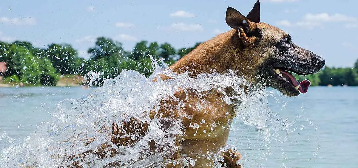 malinois swimming