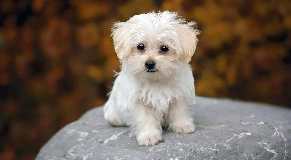 maltese puppy on rock