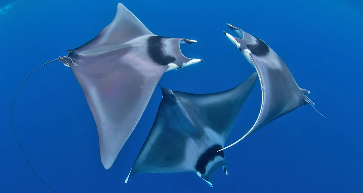 manta ray courtship display