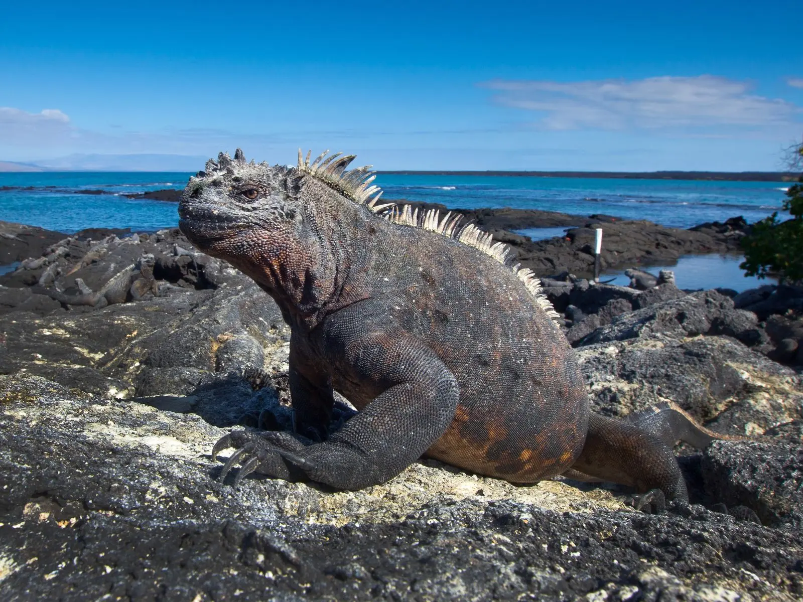 marine iguana 