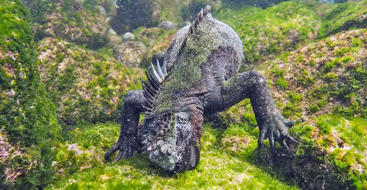 marine iguana eating