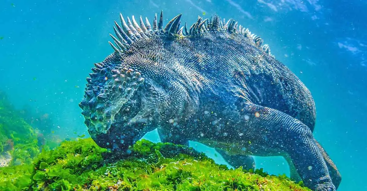 marine iguana feeding