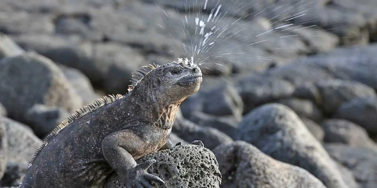 marine iguana sneezing