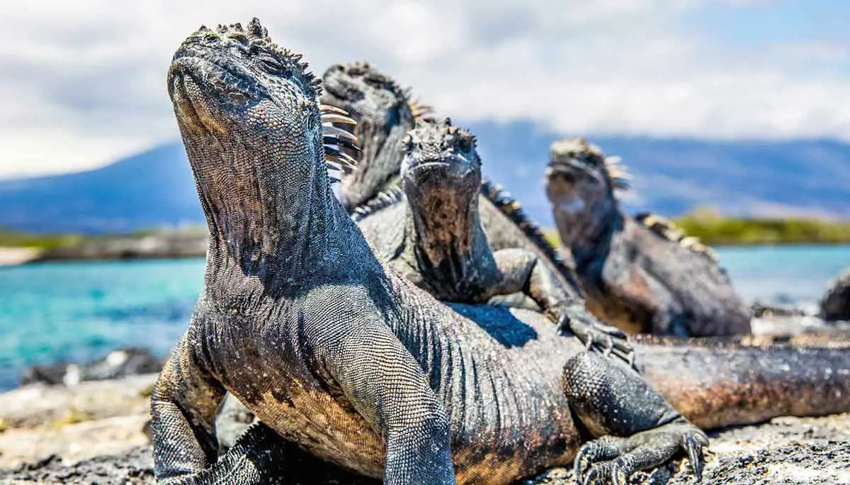 marine iguanas galapagos