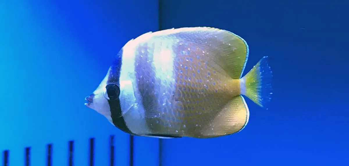 marine white spot disease fish