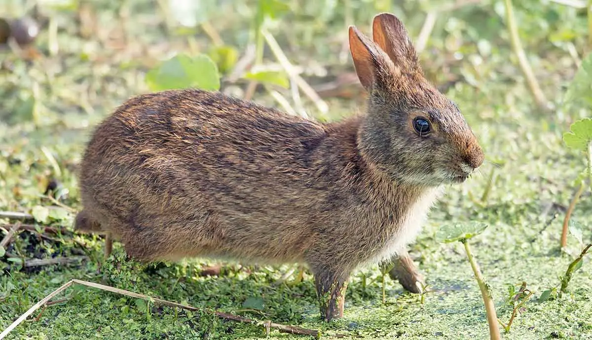 marsh rabbit