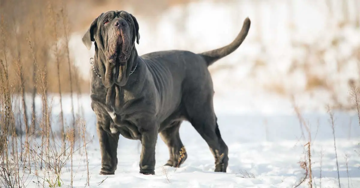 mastiff in snow