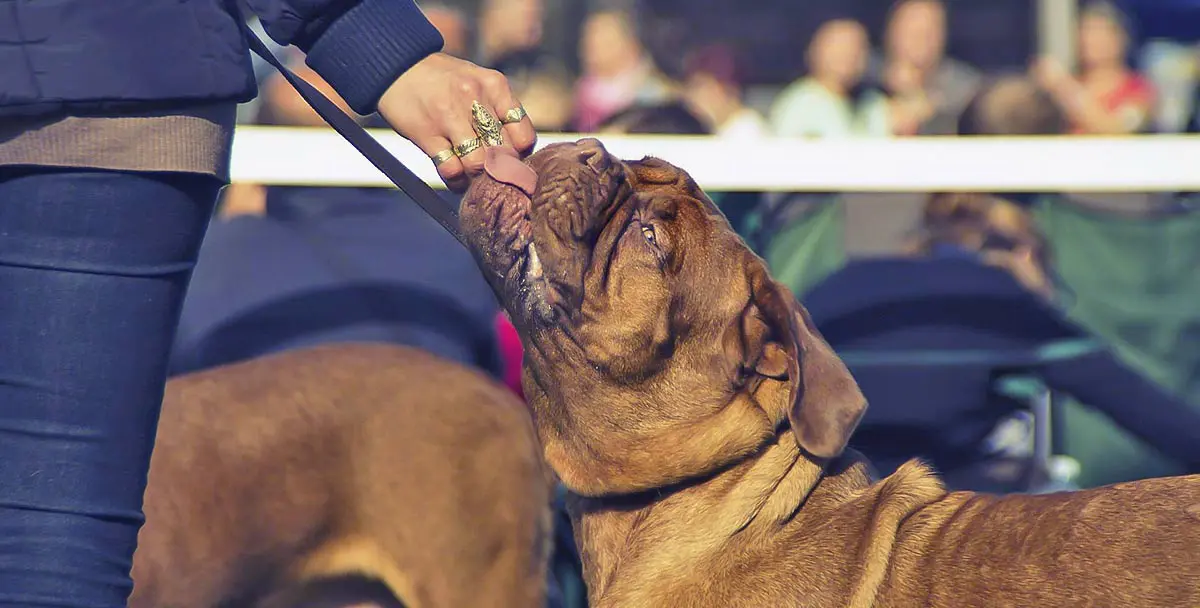 mastiff licking hand